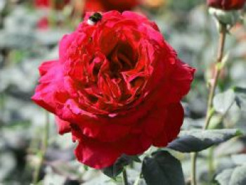 Nostalgie®-Edelrose 'Gospel' ®, Rosa 'Gospel' ®, Containerware von Rosa 'Gospel' ®