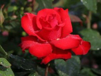 Edelrose 'Grande Amore' ®, Rosa 'Grande Amore' ®, Containerware von Rosa 'Grande Amore' ®