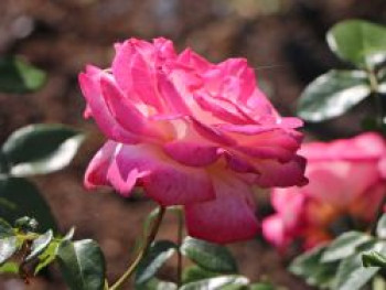 Kletterrose 'Harlekin' ®, Rosa 'Harlekin' ®, Wurzelware von Rosa 'Harlekin' ®