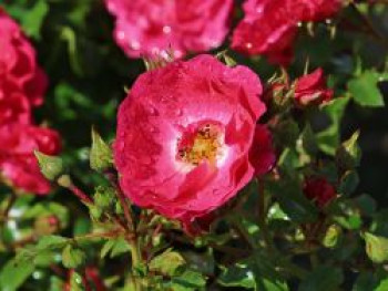 Bodendecker-Rose 'Heidetraum' ®, Rosa 'Heidetraum' ® ADR-Rose, Topfware von Rosa 'Heidetraum' ® ADR-Rose