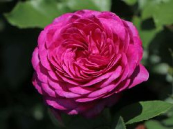 Beetrose 'Heidi Klum-Rose' ®, Rosa 'Heidi Klum Rose' ®, Containerware von Rosa 'Heidi Klum Rose' ®