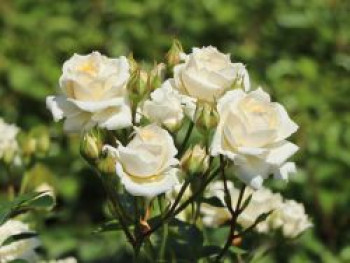 Zwergrose 'Honeymilk' ®, Rosa 'Honeymilk' ®, Containerware von Rosa 'Honeymilk' ®