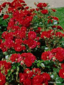 Beetrose 'Ingrid Weibull' ®, Rosa 'Ingrid Weibull' ®, Wurzelware von Rosa 'Ingrid Weibull' ®