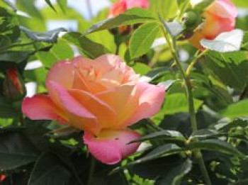 Edelrose 'Inspiration' ®, Rosa 'Inspiration' ®, Wurzelware von Rosa 'Inspiration' ®
