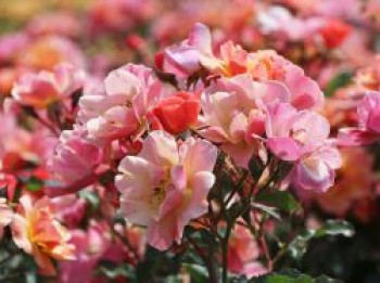 Bodendecker-Rose 'Jazz' ®, Rosa 'Jazz' ®, Topfware von Rosa 'Jazz' ®