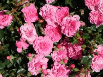 Bodendecker-Rose 'Knirps' ®, Rosa 'Knirps' ®, Topfware von Rosa 'Knirps' ®