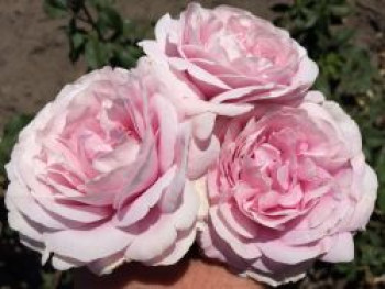 Edelrose 'Königin Marie', Rosa 'Königin Marie', Wurzelware von Rosa 'Königin Marie'