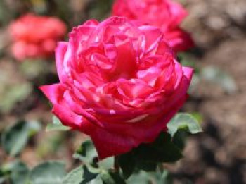 Edelrose 'Konfetti' ®, Rosa 'Konfetti' ®, Wurzelware von Rosa 'Konfetti' ®