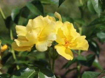 Beetrose 'Lemon Fizz' ®, Rosa 'Lemon Fizz' ® ADR-Rose, Topfware von Rosa 'Lemon Fizz' ® ADR-Rose
