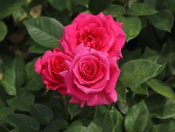 Edelrose 'Love Letter' ®, Rosa 'Love Letter' ®, Wurzelware von Rosa 'Love Letter' ®