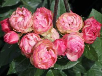 Edelrose 'Lovely Rokoko' ®, Rosa 'Lovely Rokoko' ® / Noblesse® Spray-Rose, Containerware von Rosa 'Lovely Rokoko' ® / Noblesse® Spray-Rose