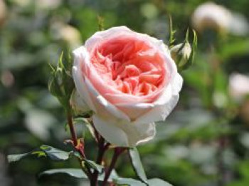 Beetrose 'Märchenzauber' ®, Rosa 'Märchenzauber' ® ADR-Rose, Containerware von Rosa 'Märchenzauber' ® ADR-Rose