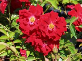 Bodendecker-Rose 'Mainaufeuer' ®, Rosa 'Mainaufeuer' ®, Topfware von Rosa 'Mainaufeuer' ®