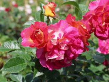 Edelrose 'Maleica' ®, Rosa 'Maleica' ®, Containerware von Rosa 'Maleica' ®