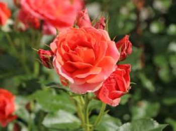 Zwergrose 'Mandarin 2016' ®, Rosa 'Mandarin 2016' ®, Topfware von Rosa 'Mandarin 2016' ®