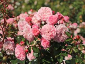 Nostalgie®-Beetrose 'Mariatheresia' ®, Rosa 'Mariatheresia' ®, Containerware von Rosa 'Mariatheresia' ®