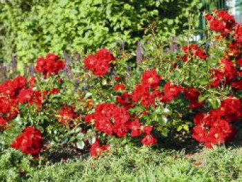 Bodendecker-Rose 'Matador' ®, Rosa 'Matador' ® ADR-Rose, Topfware von Rosa 'Matador' ® ADR-Rose