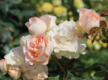Strauchrose 'Matthias Claudius Rose', Rosa 'Matthias Claudius Rose' ADR-Rose, Containerware von Rosa 'Matthias Claudius Rose' ADR-Rose