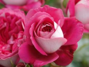 Nostalgie®-Edelrose 'Maxim' ®, Rosa 'Maxim' ® ADR-Rose, Wurzelware von Rosa 'Maxim' ® ADR-Rose
