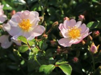 Bodendecker-Rose 'Medeo' ®, Rosa 'Medeo' ® ADR-Rose, Containerware von Rosa 'Medeo' ® ADR-Rose