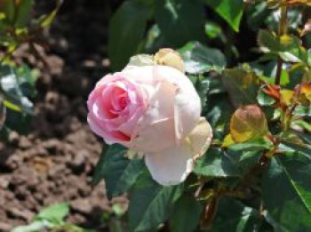 Edelrose 'Meine Rose', Rosa 'Meine Rose' ADR-Rose, Wurzelware von Rosa 'Meine Rose' ADR-Rose