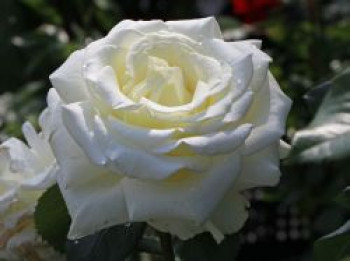 Edelrose 'Memoire' ®, Rosa 'Memoire' ®, Containerware von Rosa 'Memoire' ®