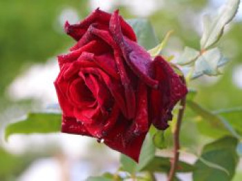 Edelrose 'Mildred Scheel' ®, Rosa 'Mildred Scheel' ®, Containerware von Rosa 'Mildred Scheel' ®