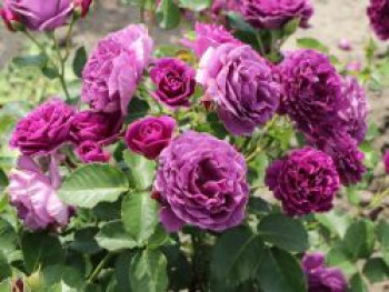 Beetrose 'Minerva' ®, Rosa 'Minerva' ®, Containerware von Rosa 'Minerva' ®