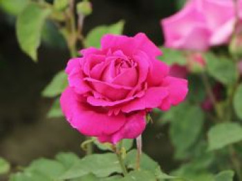 Historische Rose 'Mme Isaac Pereire', Rosa 'Mme Isaac Pereire', Containerware von Rosa 'Mme Isaac Pereire'