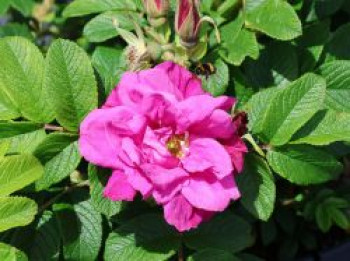 Strauchrose 'Moje Hammarberg', Rosa 'Moje Hammarberg', Containerware von Rosa 'Moje Hammarberg'