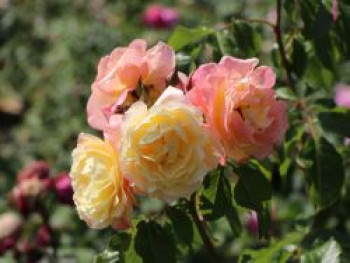 Kletterrose 'Moonlight' ®, Rosa 'Moonlight' ®, Containerware von Rosa 'Moonlight' ®