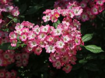 Strauchrose 'Mozart', Rosa 'Mozart', Containerware von Rosa 'Mozart'