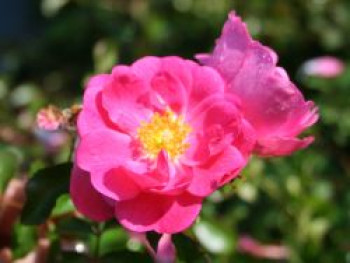 Beetrose / Bodendecker-Rose 'Neon' ®, Rosa 'Neon' ® ADR-Rose, Containerware von Rosa 'Neon' ® ADR-Rose