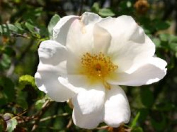 Strauchrose 'Nevada', Rosa 'Nevada', Wurzelware von Rosa 'Nevada'