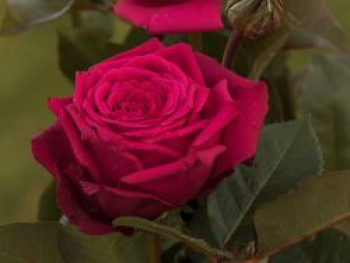 Edelrose 'Noblesse' ®, Rosa 'Noblesse' ®, Wurzelware von Rosa 'Noblesse' ®