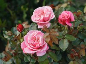 Nostalgie®-Edelrose 'Wildberry' ®, Rosa Nostalgie® 'Wildberry' ®, Containerware von Rosa Nostalgie® 'Wildberry' ®