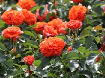 Beetrose 'Orangerie' ®, Rosa 'Orangerie' ® ADR-Rose, Containerware von Rosa 'Orangerie' ® ADR-Rose