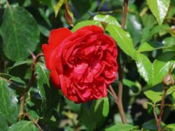 Beetrose 'Out of Rosenheim' ®, Rosa 'Out of Rosenheim' ®, Containerware von Rosa 'Out of Rosenheim' ®