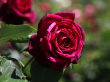 Edelrose Parfuma ® 'Gräfin Diana' ®, Rosa Parfuma ® 'Gräfin Diana' ® ADR-Rose, Wurzelware von Rosa Parfuma ® 'Gräfin Diana' ® ADR-Rose