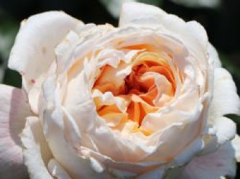 Edelrose Parfuma ® 'Großherzogin Luise' ®, Rosa Parfuma ® 'Großherzogin Luise' ®, Wurzelware von Rosa Parfuma ® 'Großherzogin Luise' ®