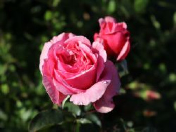 Kletterrose Parfuma ® 'Kiss me Kate' ®, Rosa Parfuma ® 'Kiss me Kate' ®, Wurzelware von Rosa Parfuma ® 'Kiss me Kate' ®
