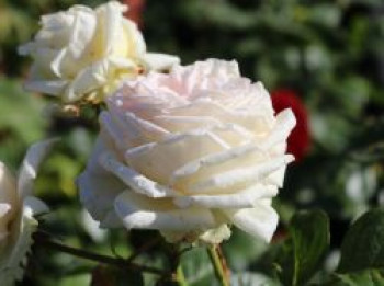 Edelrose Parfuma ® 'Madame Anisette' ®, Rosa Parfuma ® 'Madame Anisette' ® ADR-Rose, Containerware von Rosa Parfuma ® 'Madame Anisette' ® ADR-Rose