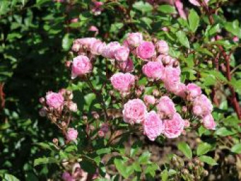 Beetrose 'Pashmina', Rosa 'Pashmina', Wurzelware Beetrose 'Pashmina', Rosa 'Pashmina', Wurzelware von Rosa 'Pashmina'