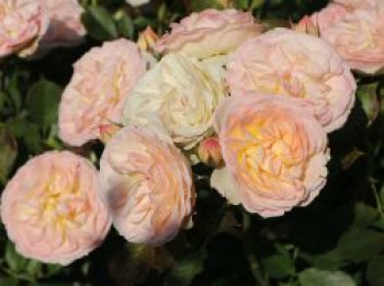 Beetrose 'Pastella' ®, Rosa 'Pastella' ® ADR-Rose, Wurzelware von Rosa 'Pastella' ® ADR-Rose
