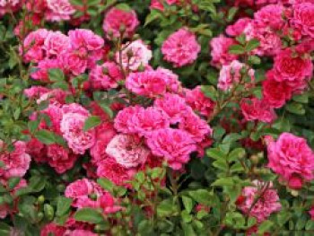 Zwergrose / Bodendecker-Rose 'Pepita' ®, Rosa 'Pepita' ®, Topfware von Rosa 'Pepita' ®