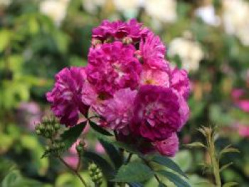 Ramblerrose 'Perennial Blue', Rosa 'Perennial Blue' ADR-Rose, Containerware von Rosa 'Perennial Blue' ADR-Rose
