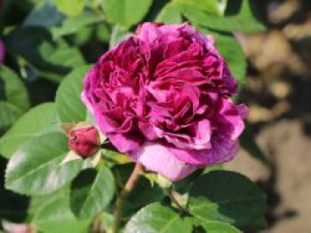 Beetrose 'Perfume Flower Circus' ®, Rosa 'Perfume Flower Circus' ®, Containerware von Rosa 'Perfume Flower Circus' ®
