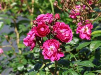 Kletterrose 'Perfumy Siluetta' ®, Rosa 'Perfumy Siluetta' ® ADR-Rose, Wurzelware von Rosa 'Perfumy Siluetta' ® ADR-Rose