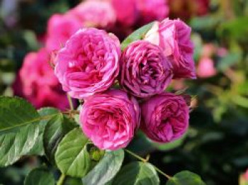 Nostalgie®-Edelrose 'Pink Piano' ®, Rosa 'Pink Piano' ®, Containerware von Rosa 'Pink Piano' ®