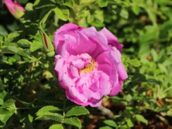 Bodendeckerrose 'Pink Roadrunner ®', Rosa 'Pink Roadrunner ®', Containerware von Rosa 'Pink Roadrunner ®'